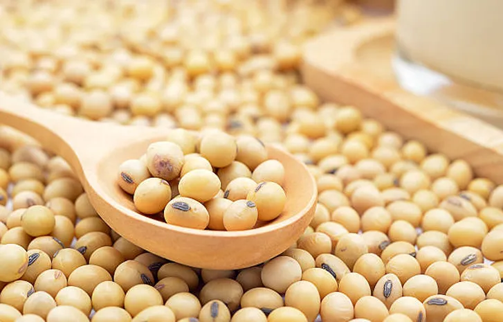 soya bean jil